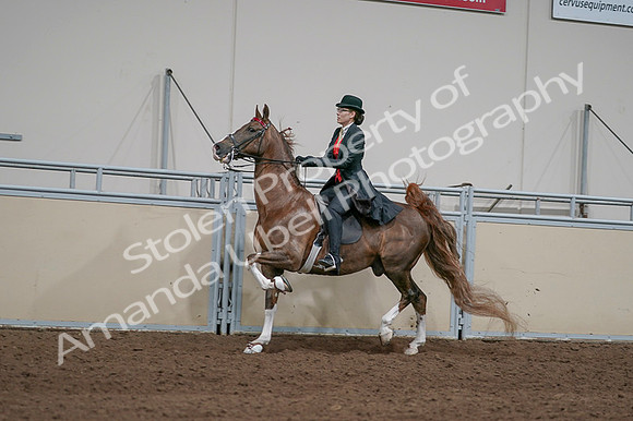 2020 - AB Morgan Horse - Fri, Sept 04 - 09741