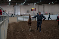 2019 Morgan Horse Show - Aug 31, 2019 - 00841