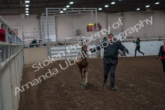 2019 Morgan Horse Show - Aug 31, 2019 - 00841