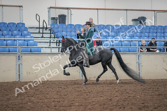 2019 Morgan Horse Show - Aug 30, 2019 - 15334