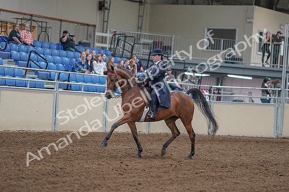2020 - AB Morgan Horse - Fri, Sept 04 - 11200