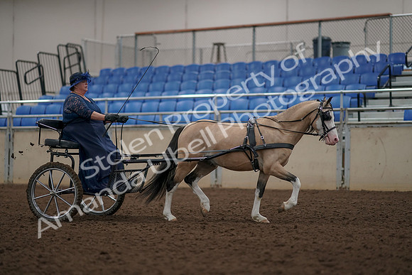 2019 Morgan Horse Show - Aug 31, 2019 - 04476