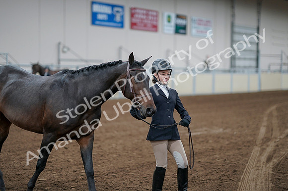 2020 - AB Morgan Horse - Fri, Sept 04 - 00821