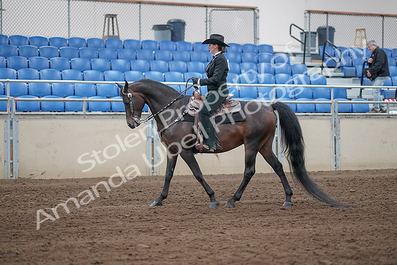2019 Morgan Horse Show - Sept 01, 2019 - 11202