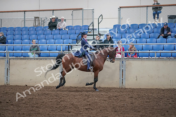 2019 Morgan Horse Show - Aug 31, 2019 - 09684