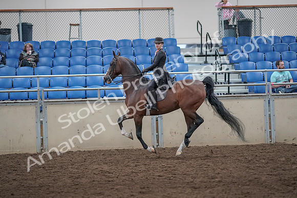 2019 Morgan Horse Show - Aug 31, 2019 - 08805