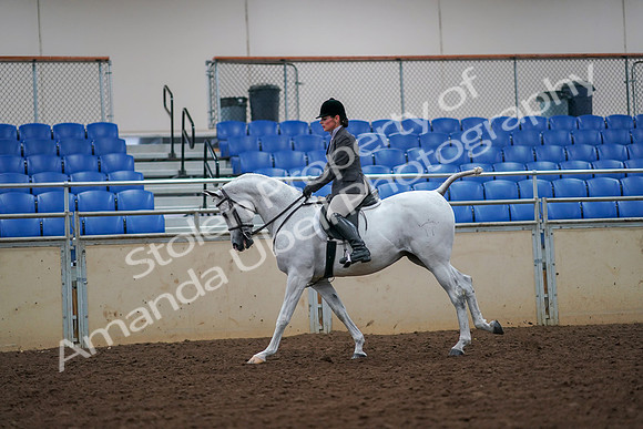 2019 Morgan Horse Show - Aug 30, 2019 - 17446