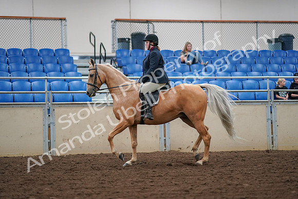 2019 Morgan Horse Show - Aug 30, 2019 - 16075