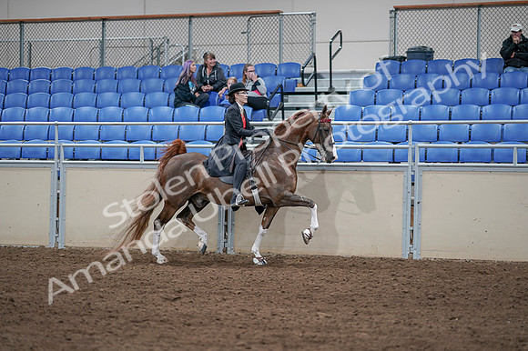 2020 - AB Morgan Horse - Fri, Sept 04 - 09869