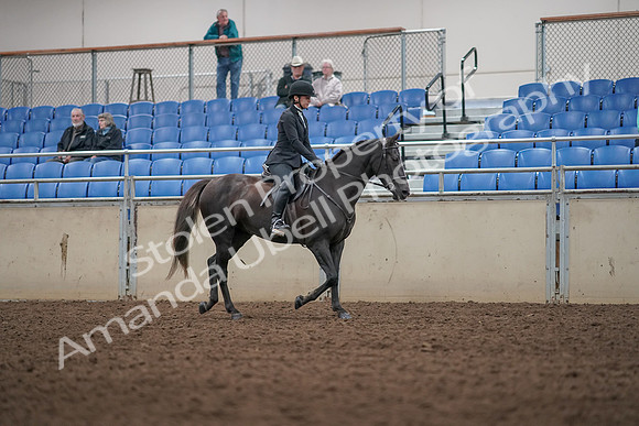 2019 Morgan Horse Show - Aug 31, 2019 - 07375