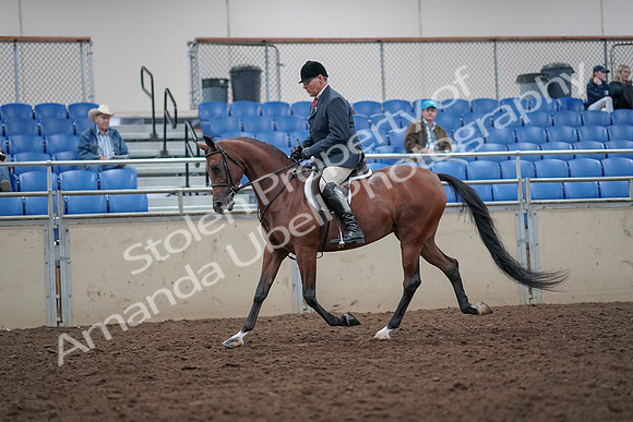 2019 Morgan Horse Show - Aug 31, 2019 - 14819