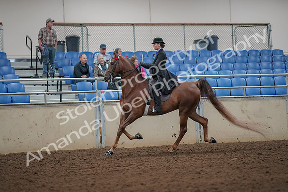 2019 Morgan Horse Show - Aug 30, 2019 - 24972