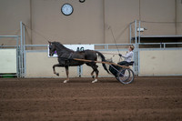 2019 Morgan Horse Show - Sept 01, 2019 - 05923