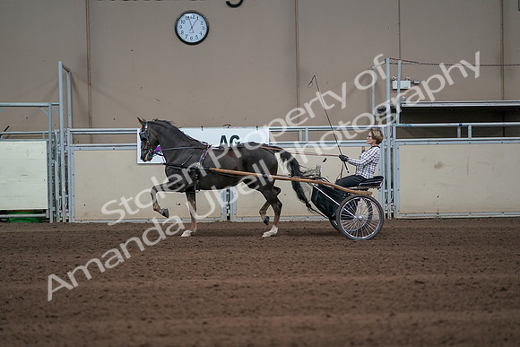 2019 Morgan Horse Show - Sept 01, 2019 - 05923