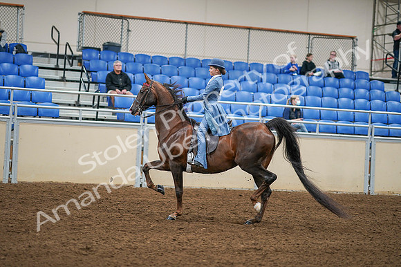 2020 - AB Morgan Horse - Fri, Sept 04 - 04867