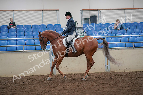 2019 Morgan Horse Show - Aug 30, 2019 - 16314