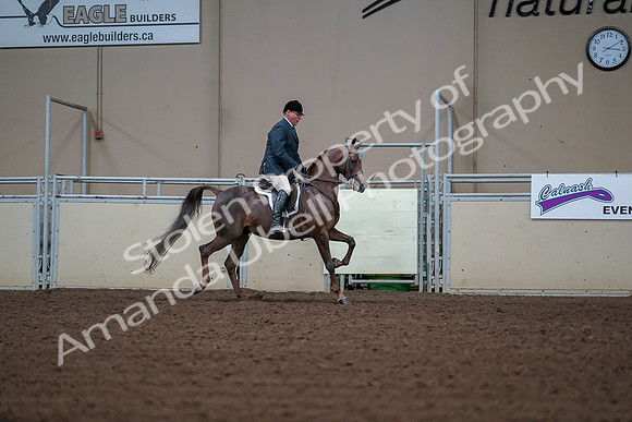 2019 Morgan Horse Show - Aug 30, 2019 - 17645