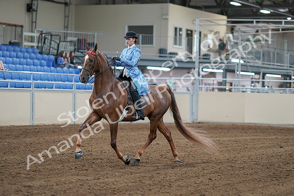2020 - AB Morgan Horse - Sat, Sept 05 - 06117