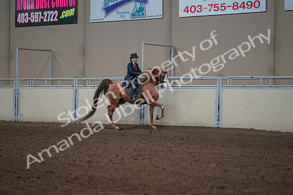 2019 Morgan Horse Show - Sept 01, 2019 - 11994