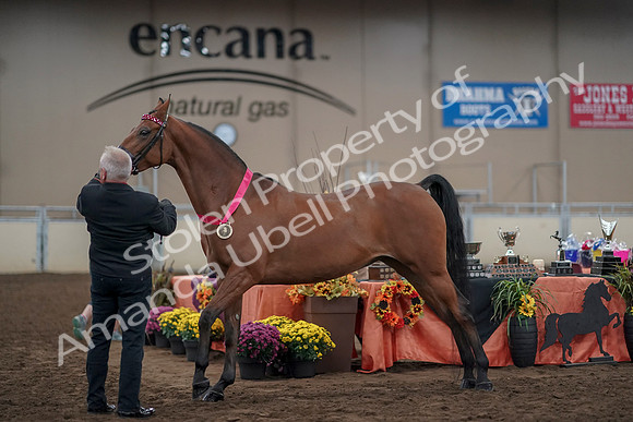 2019 Morgan Horse Show - Aug 31, 2019 - 00933
