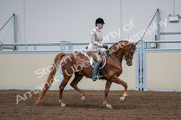 2020 - AB Morgan Horse - Fri, Sept 04 - 01716