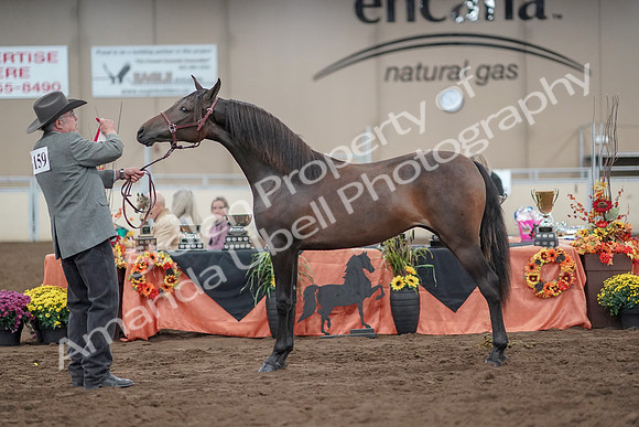 2019 Morgan Horse Show - Aug 31, 2019 - 02901