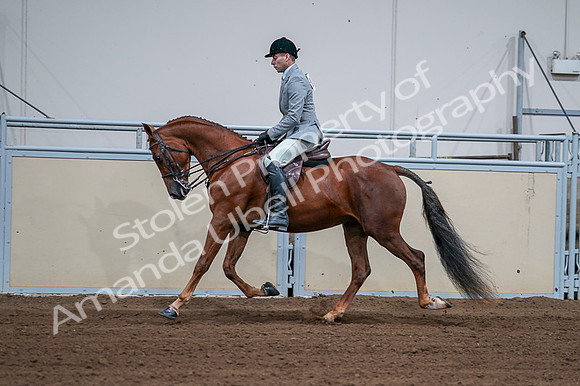 2020 - AB Morgan Horse - Fri, Sept 04 - 01613