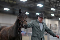 2019 Morgan Horse Show - Aug 31, 2019 - 02846
