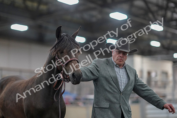 2019 Morgan Horse Show - Aug 31, 2019 - 02846