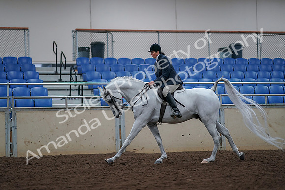 2019 Morgan Horse Show - Aug 30, 2019 - 17501