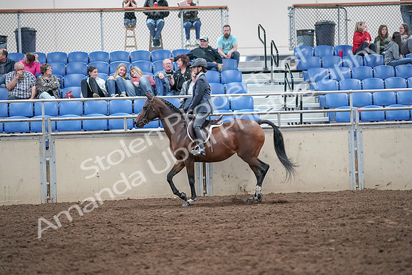 2019 Morgan Horse Show - Aug 31, 2019 - 21369