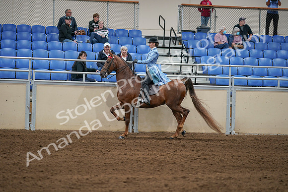 2020 - AB Morgan Horse - Sat, Sept 05 - 06245