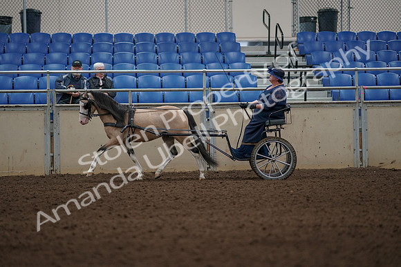 2019 Morgan Horse Show - Aug 31, 2019 - 04288