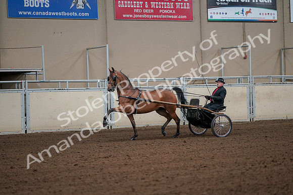 2019 Morgan Horse Show - Aug 30, 2019 - 13052