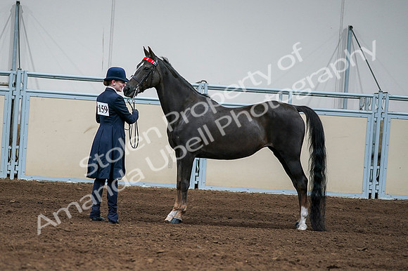2020 - AB Morgan Horse - Fri, Sept 04 - 00707