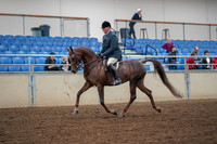 2019 Morgan Horse Show - Aug 30, 2019 - 17242