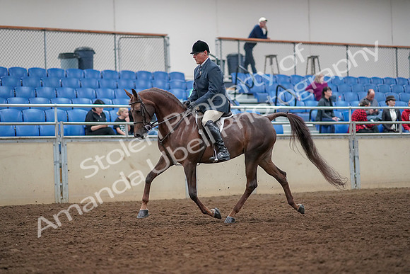 2019 Morgan Horse Show - Aug 30, 2019 - 17242