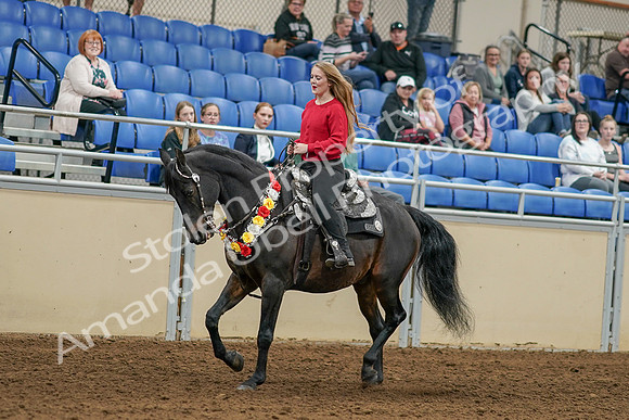 2020 - AB Morgan Horse - Sat, Sept 05 - 10355