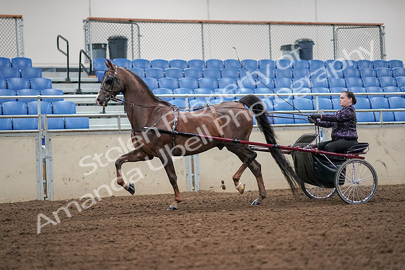 2019 Morgan Horse Show - Aug 30, 2019 - 13177