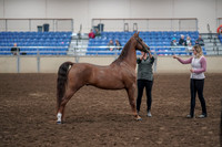 2019 Morgan Horse Show - Aug 31, 2019 - 01340