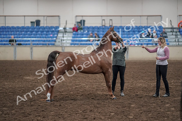 2019 Morgan Horse Show - Aug 31, 2019 - 01340