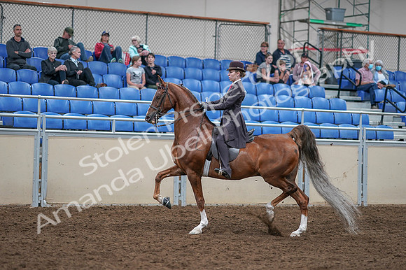 2020 - AB Morgan Horse - Fri, Sept 04 - 11197