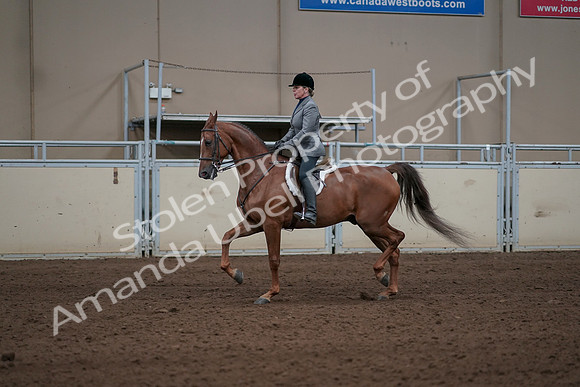 2019 Morgan Horse Show - Sept 01, 2019 - 12277