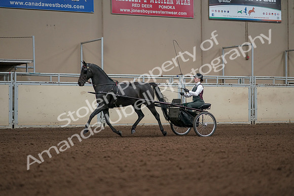 2019 Morgan Horse Show - Aug 31, 2019 - 04646