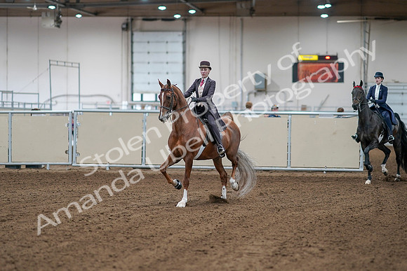 2020 - AB Morgan Horse - Sat, Sept 05 - 06126