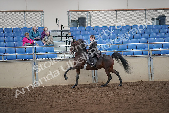 2019 Morgan Horse Show - Aug 30, 2019 - 28020