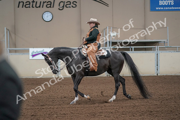 2019 Morgan Horse Show - Aug 31, 2019 - 06239