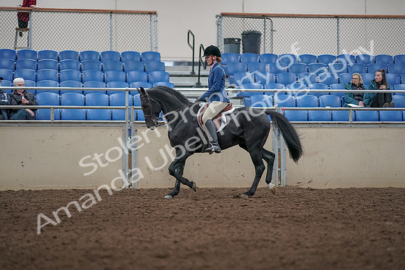 2019 Morgan Horse Show - Aug 31, 2019 - 07284