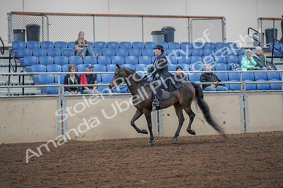 2019 Morgan Horse Show - Aug 30, 2019 - 15613