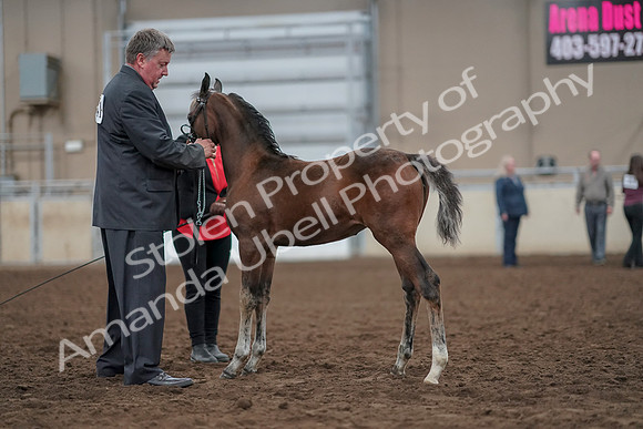 2019 Morgan Horse Show - Aug 31, 2019 - 00400
